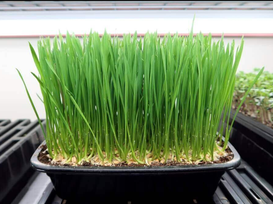 Wheatgrass Microgreens