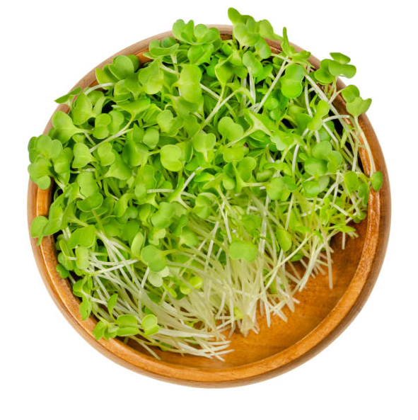 Broccoli Microgreens