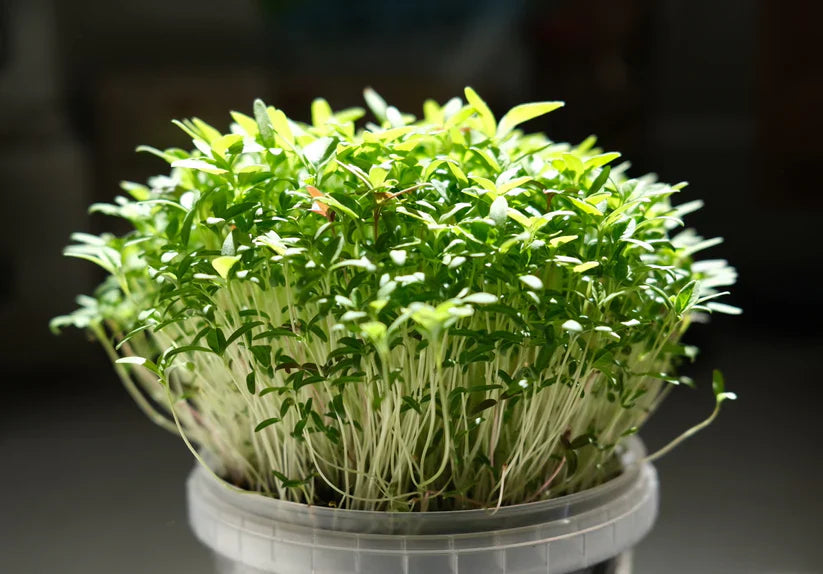 Green Amaranth Microgreens