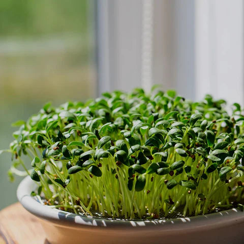 Fenugreek Microgreen