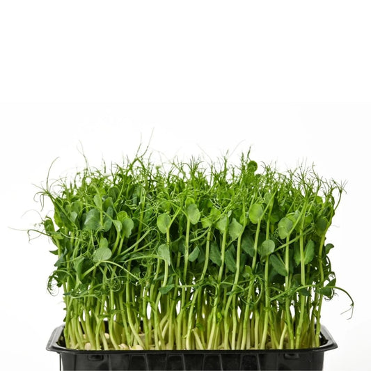 Pea Shoot Microgreens