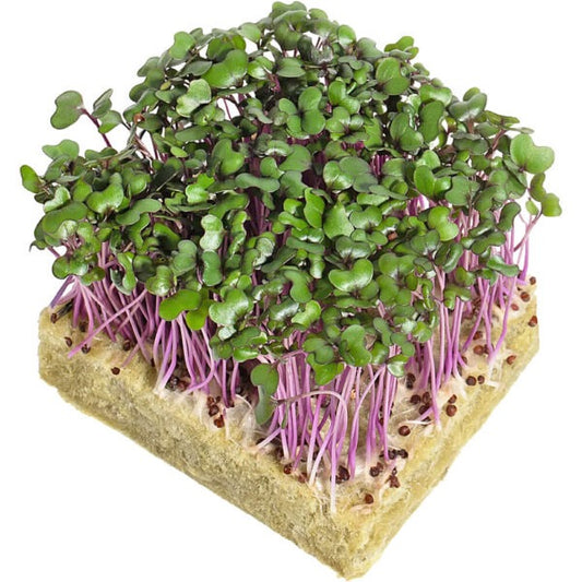 Purple Kohlrabi Microgreens
