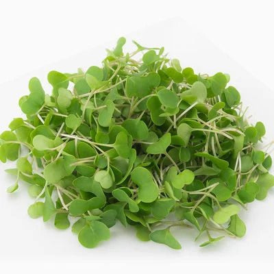 Kale Microgreens