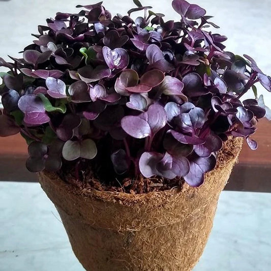Purple Sango Radish