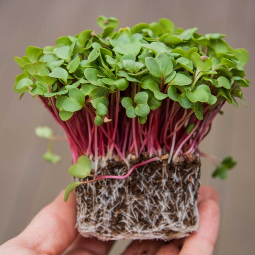Pink Radish Microgreens