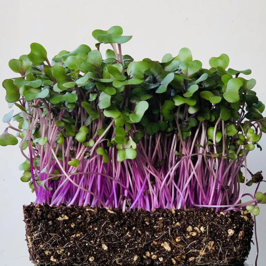 Red Cabbage Microgreens
