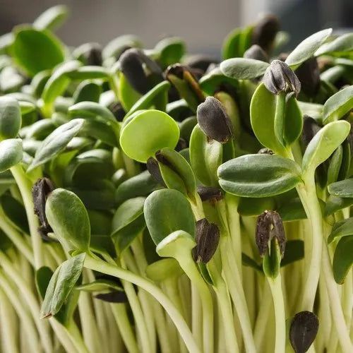 Sunflower Microgreen