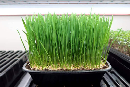 Wheatgrass Microgreens